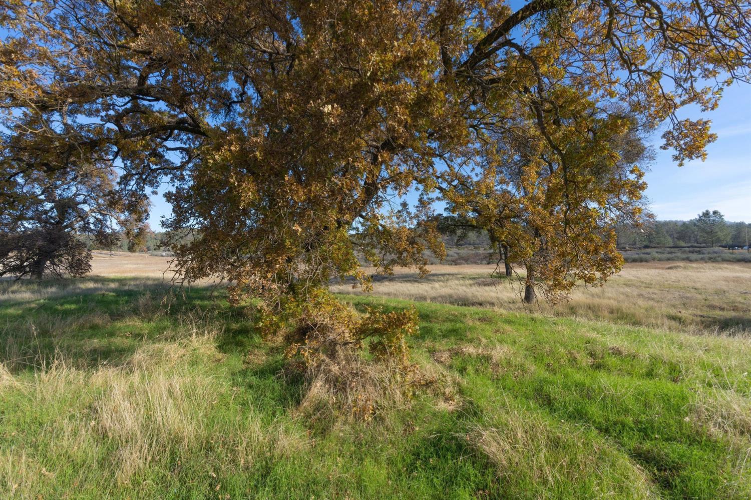 Highway 4, Angels Camp, California image 19
