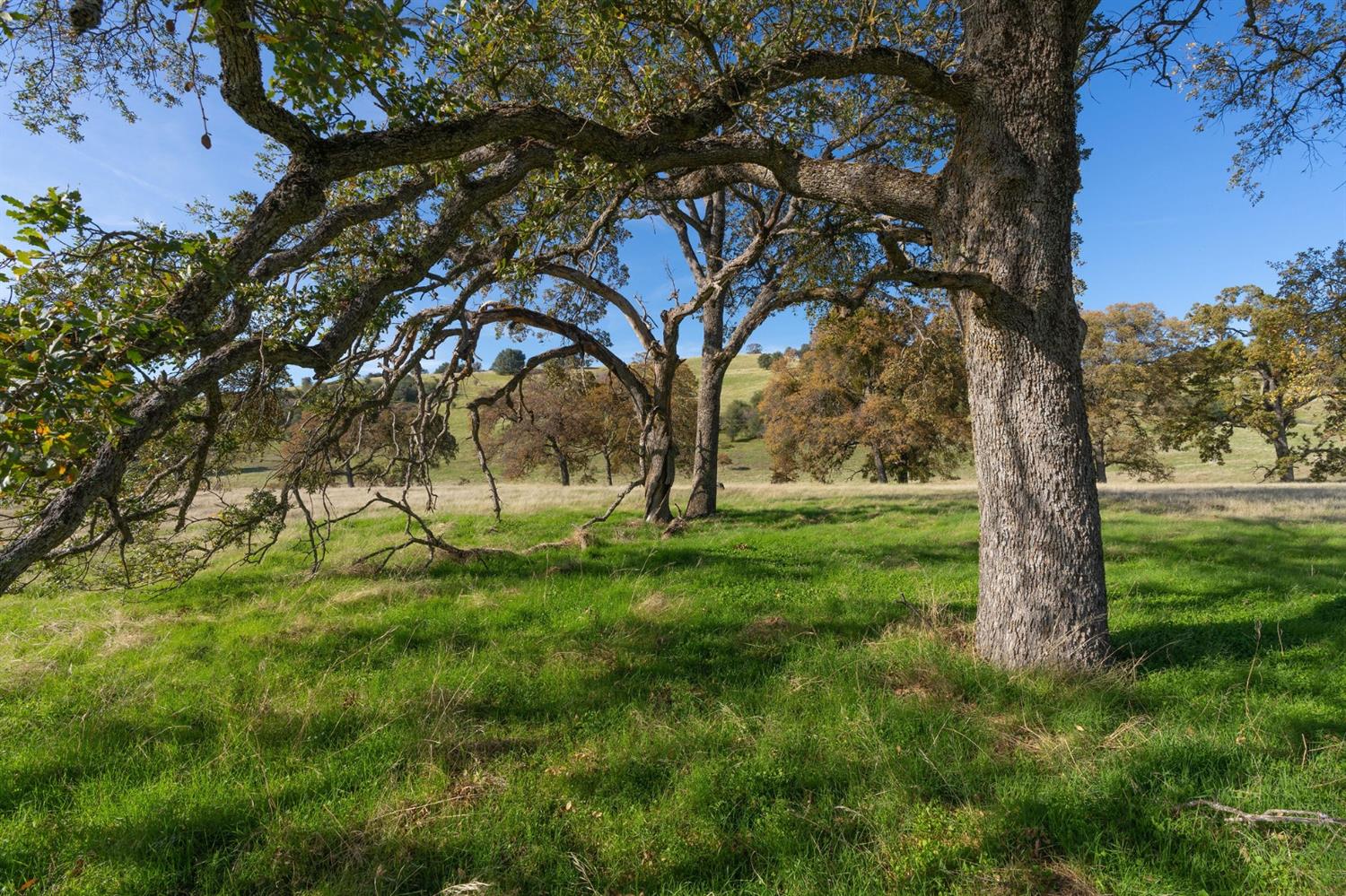 Highway 4, Angels Camp, California image 30
