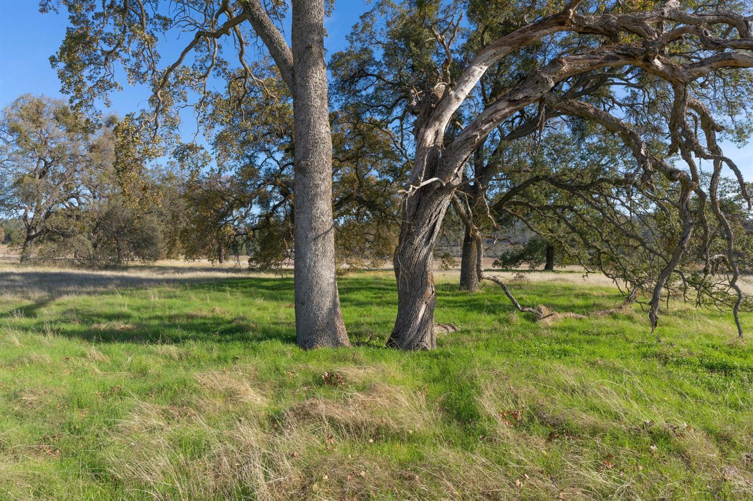 Highway 4, Angels Camp, California image 12
