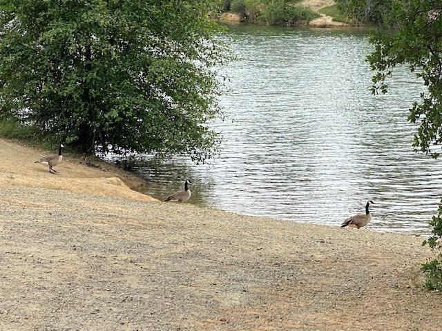 Ingersoll Drive, Dobbins, California image 4