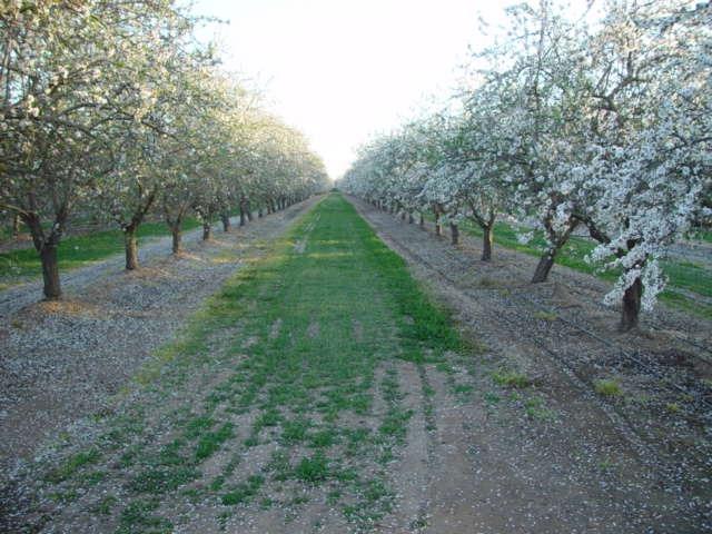 Road 20 1/2, Chowchilla, California image 5