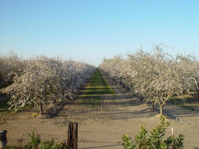 Road 20 1/2, Chowchilla, California image 3