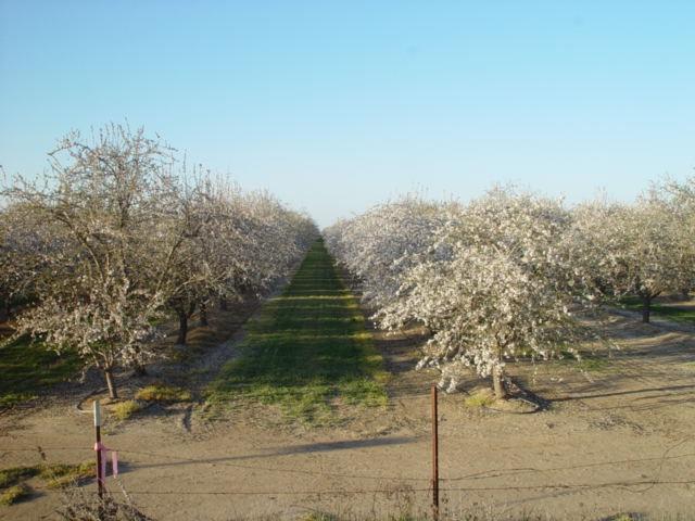 Road 20 1/2, Chowchilla, California image 2