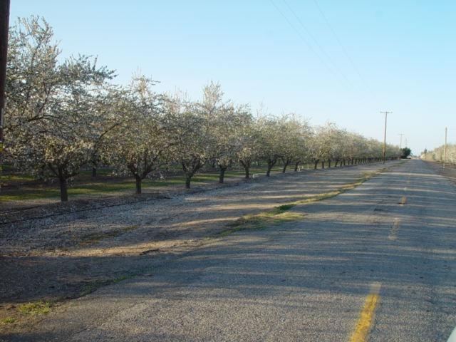 Road 20 1/2, Chowchilla, California image 4