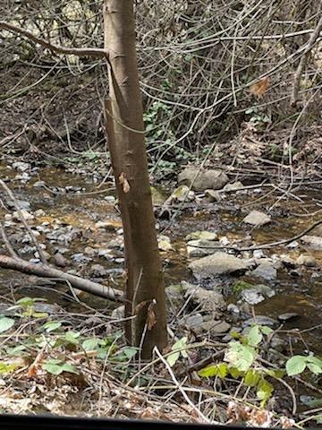 Photo of 18111 Old Mill Rd in Nevada City, CA
