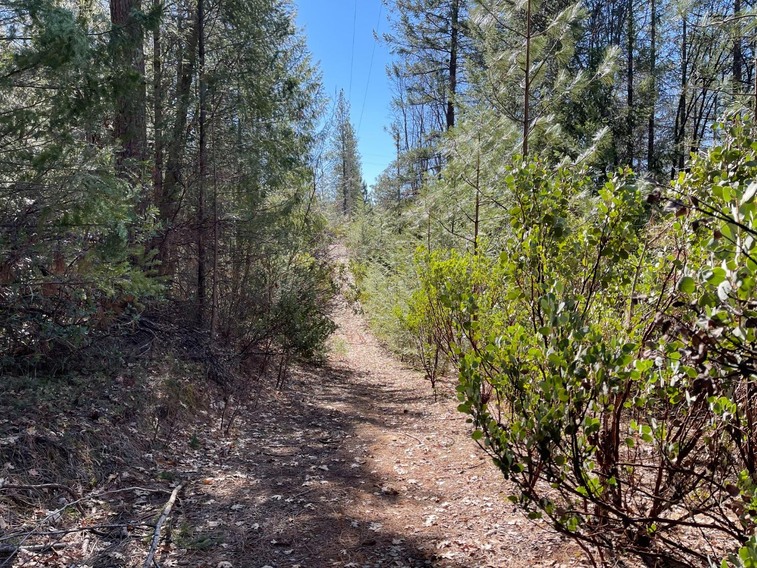 Pine Mountain Road, Foresthill, California image 3