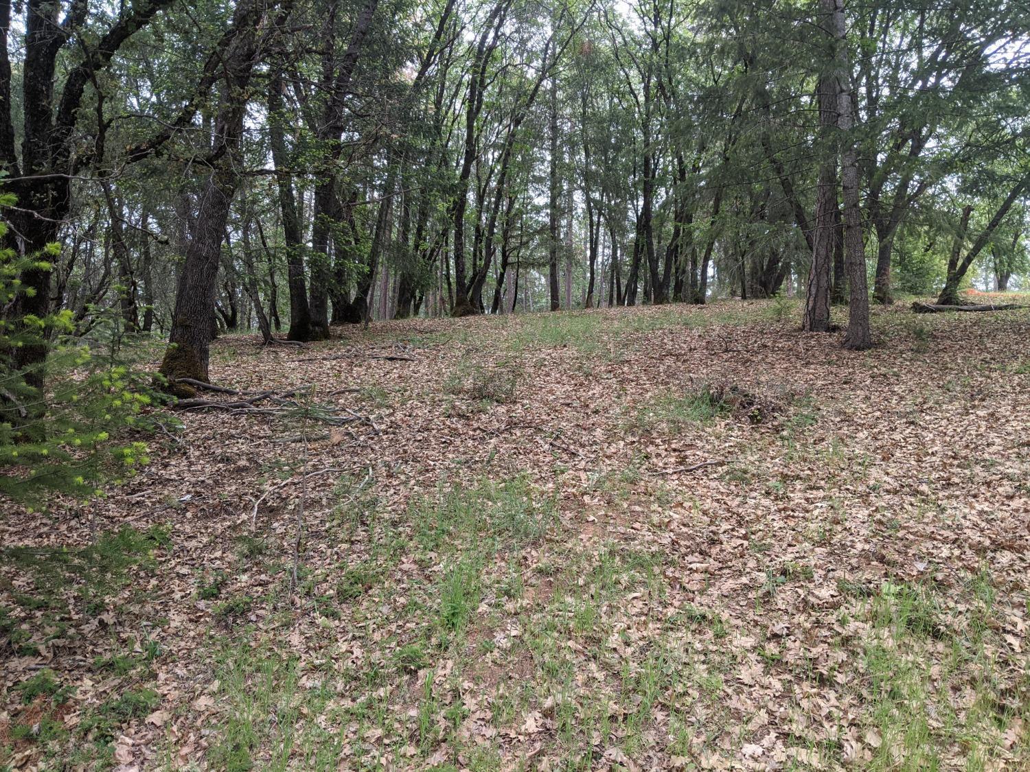 Eden Forest Drive, Colfax, California image 11