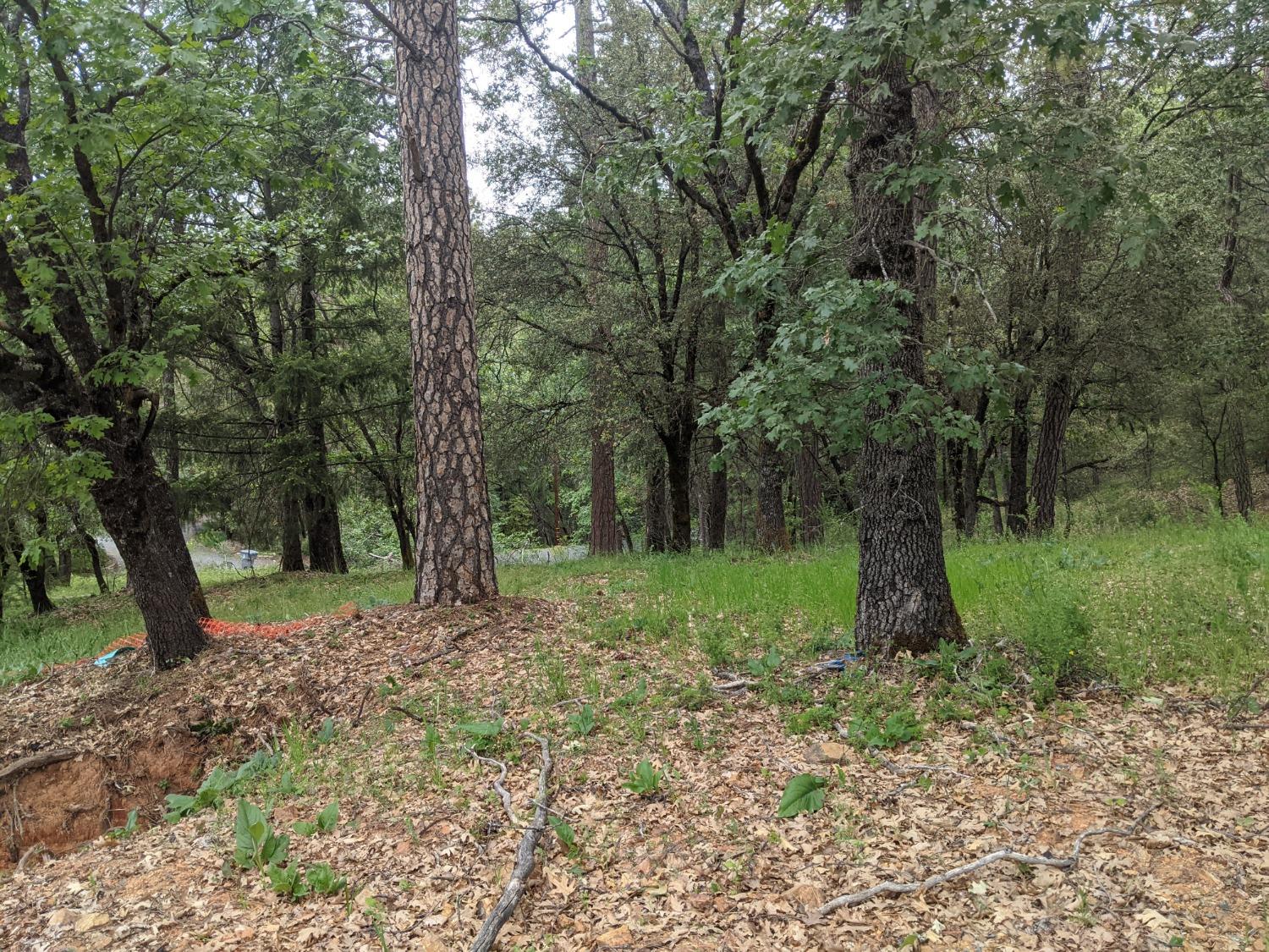 Eden Forest Drive, Colfax, California image 14