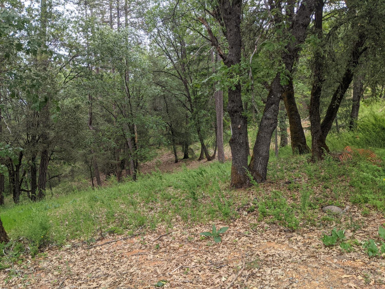 Eden Forest Drive, Colfax, California image 7