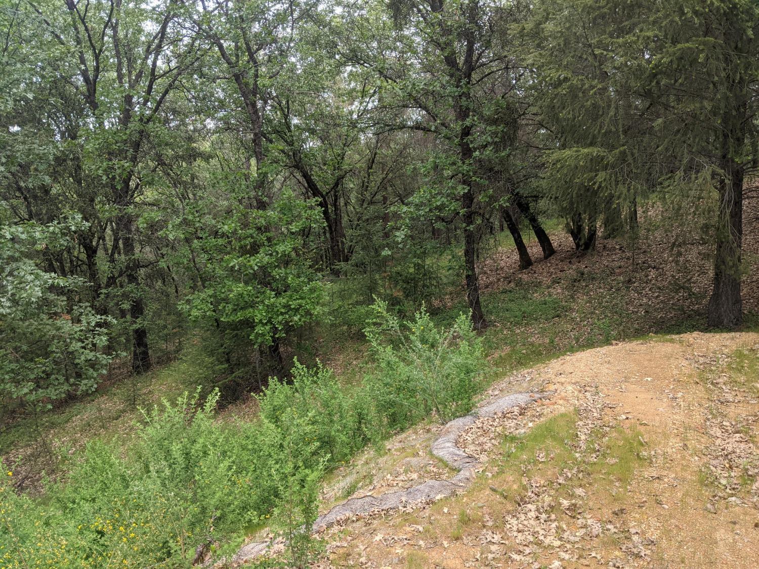 Eden Forest Drive, Colfax, California image 10