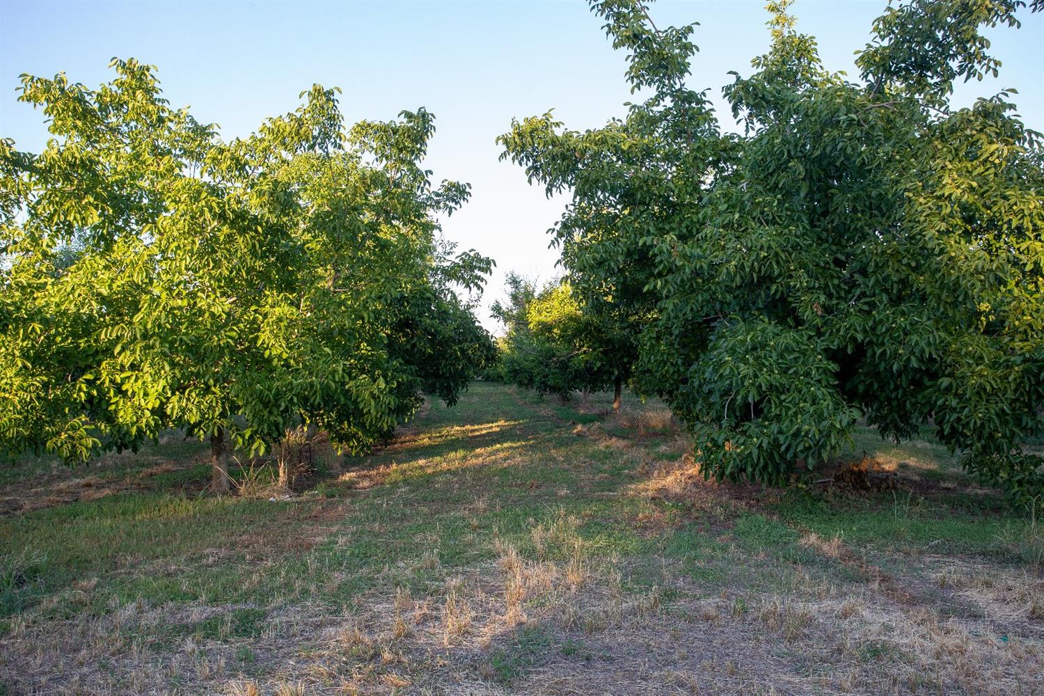 E Gridley Road, Gridley, California image 10