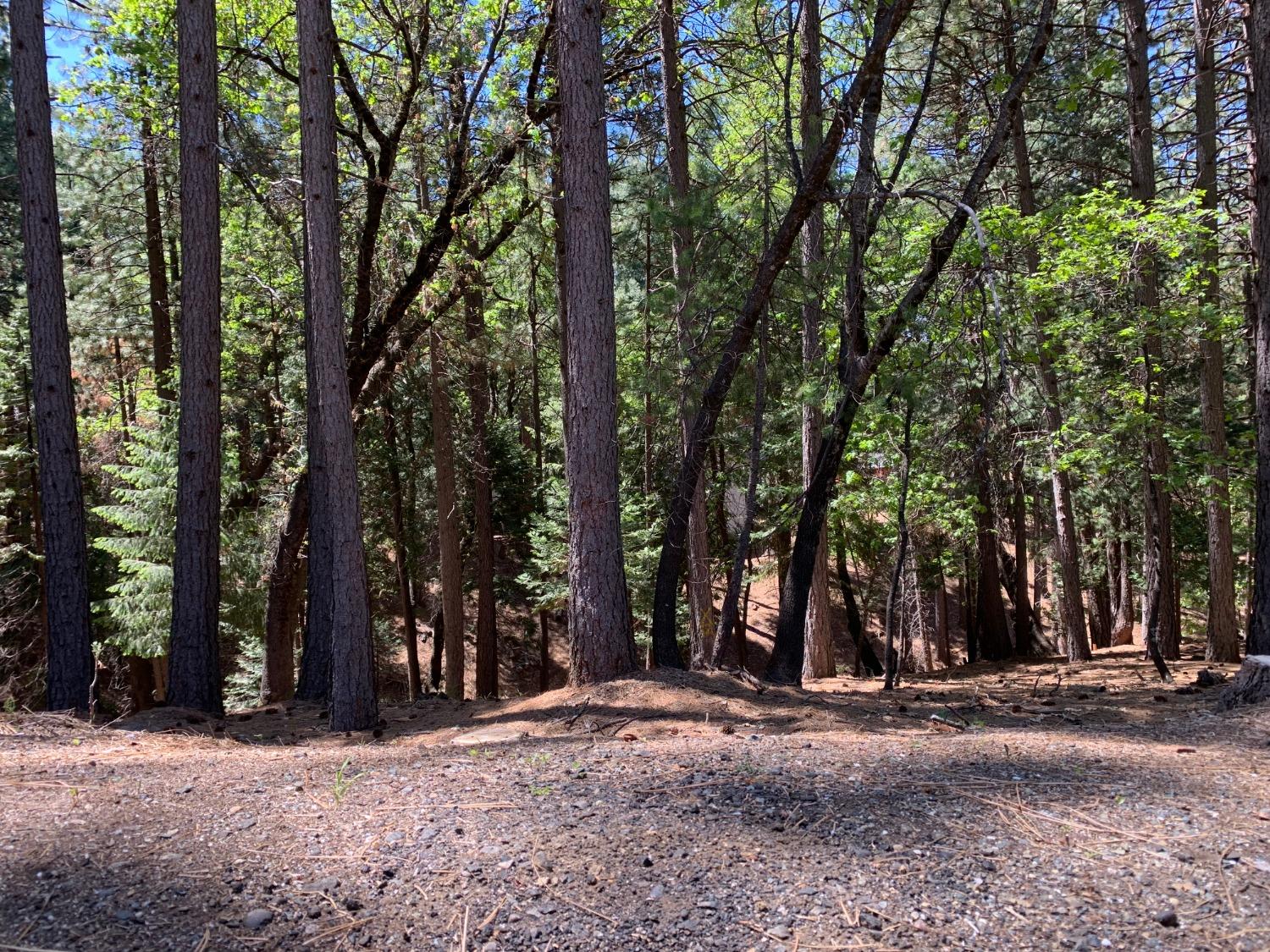 5693 Lupin Lane, Pollock Pines, California image 14