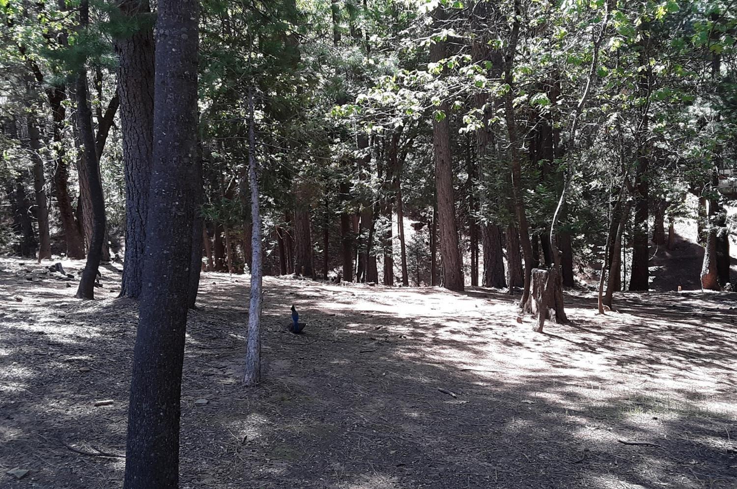 5693 Lupin Lane, Pollock Pines, California image 10
