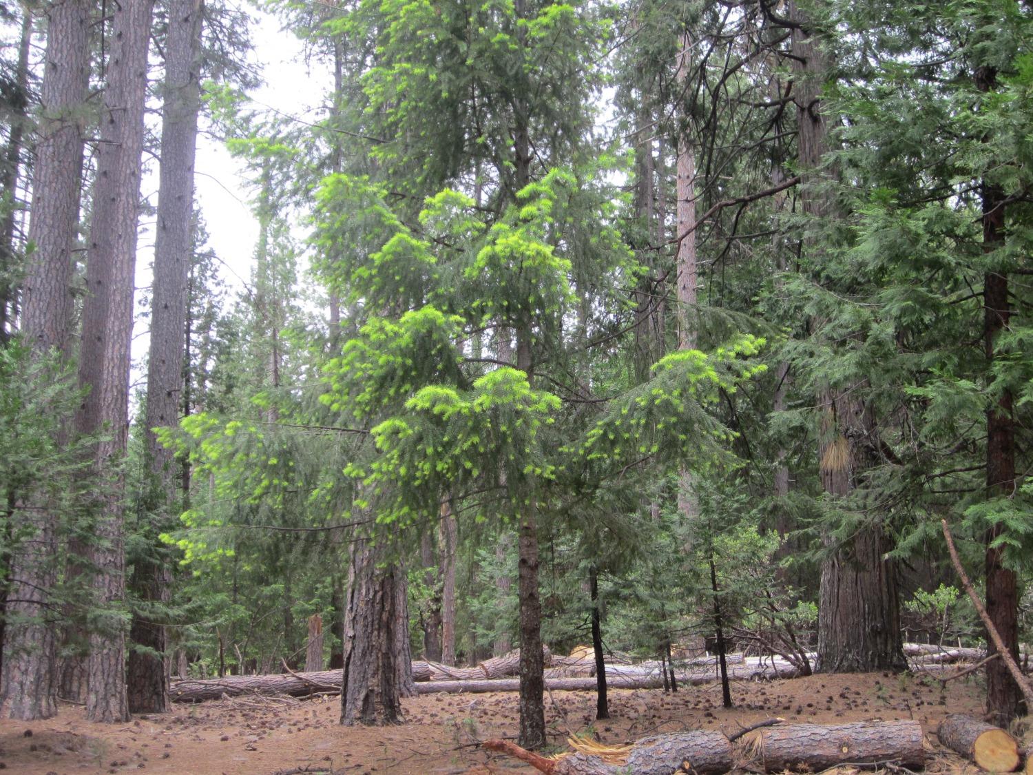 Photo of 5663 Blue Mountain Dr in Grizzly Flats, CA