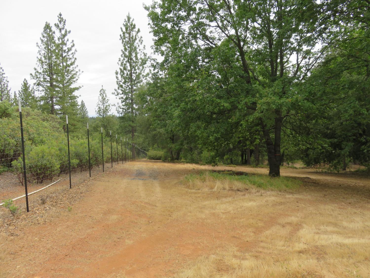 Wolverine Mine Road, Glencoe, California image 5