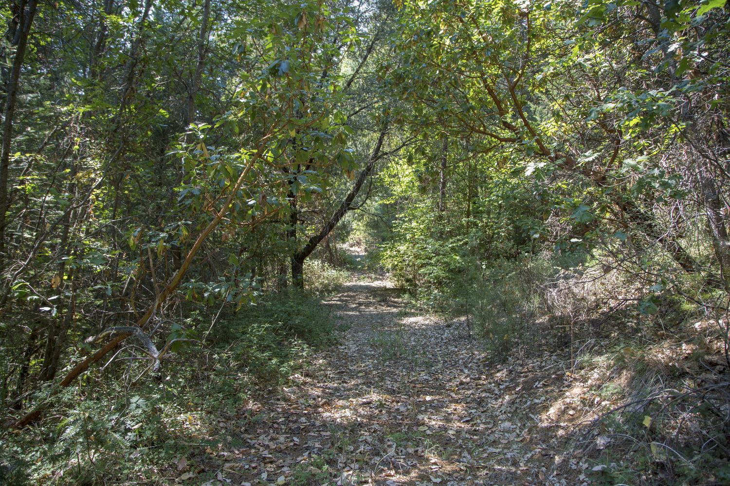 E Breedlove Lane, Georgetown, California image 8