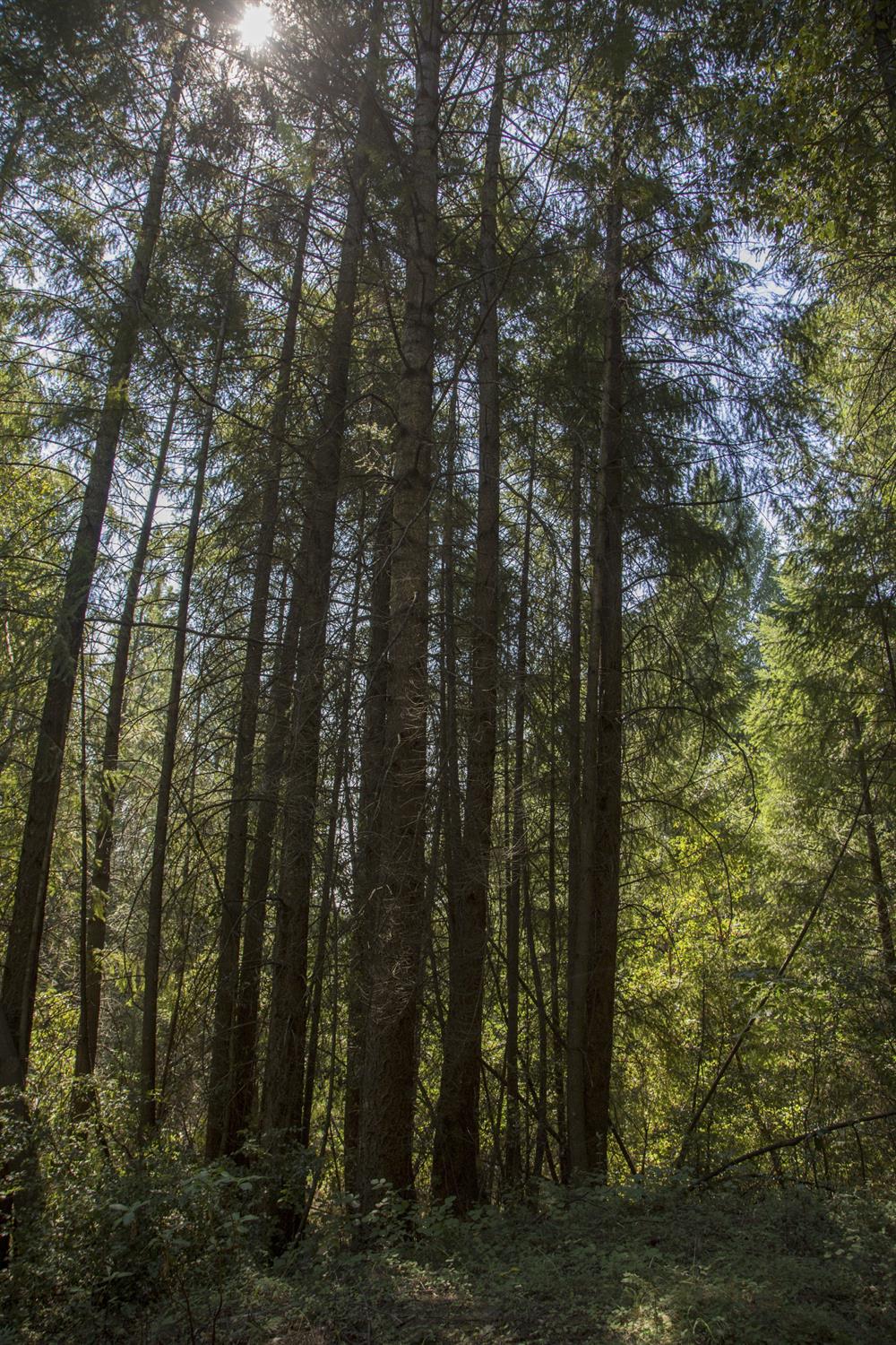 E Breedlove Lane, Georgetown, California image 12