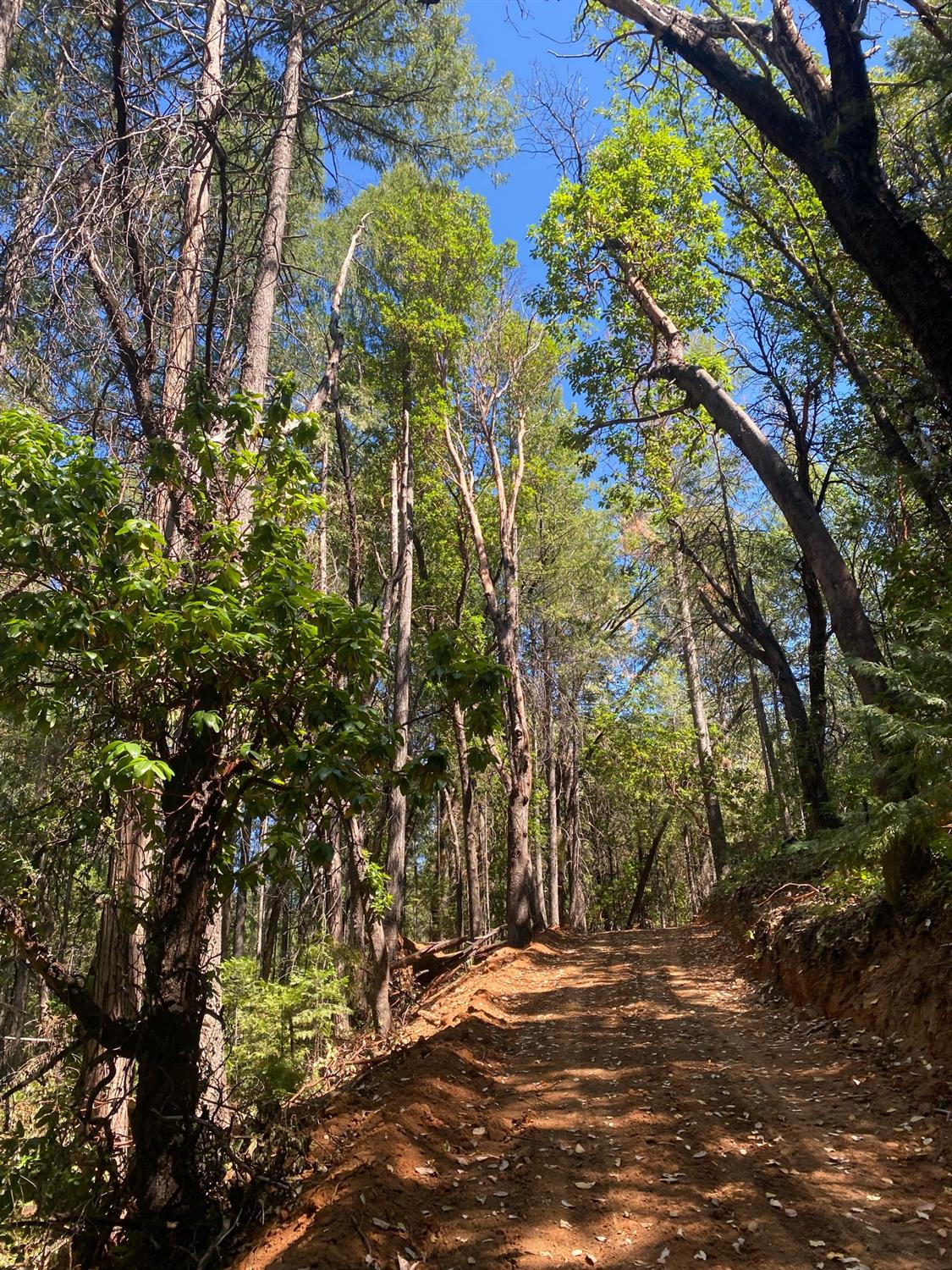 Ridge Road, Camptonville, California image 8