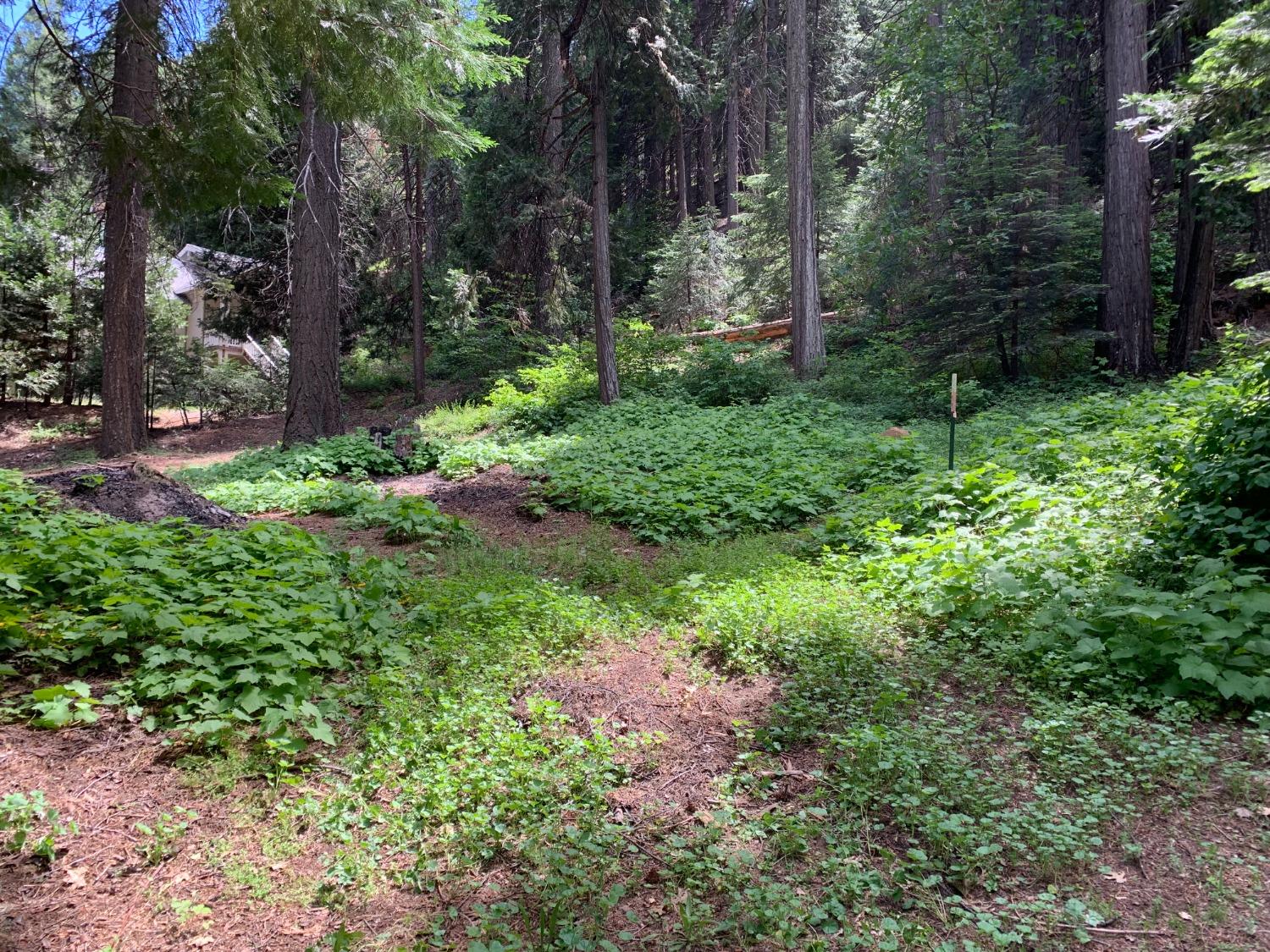 Photo of 7120 Stacy Ln in Pollock Pines, CA