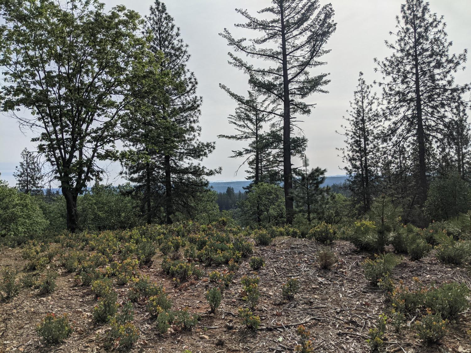 High View Lane, Weimar, California image 18