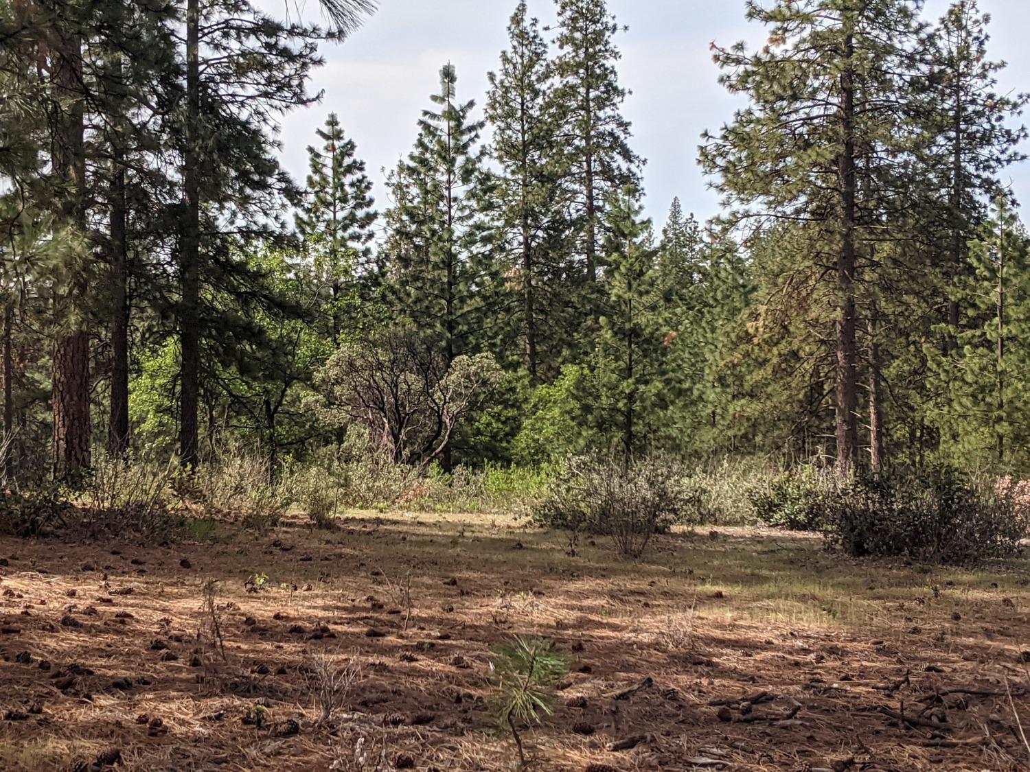 High View Lane, Weimar, California image 40