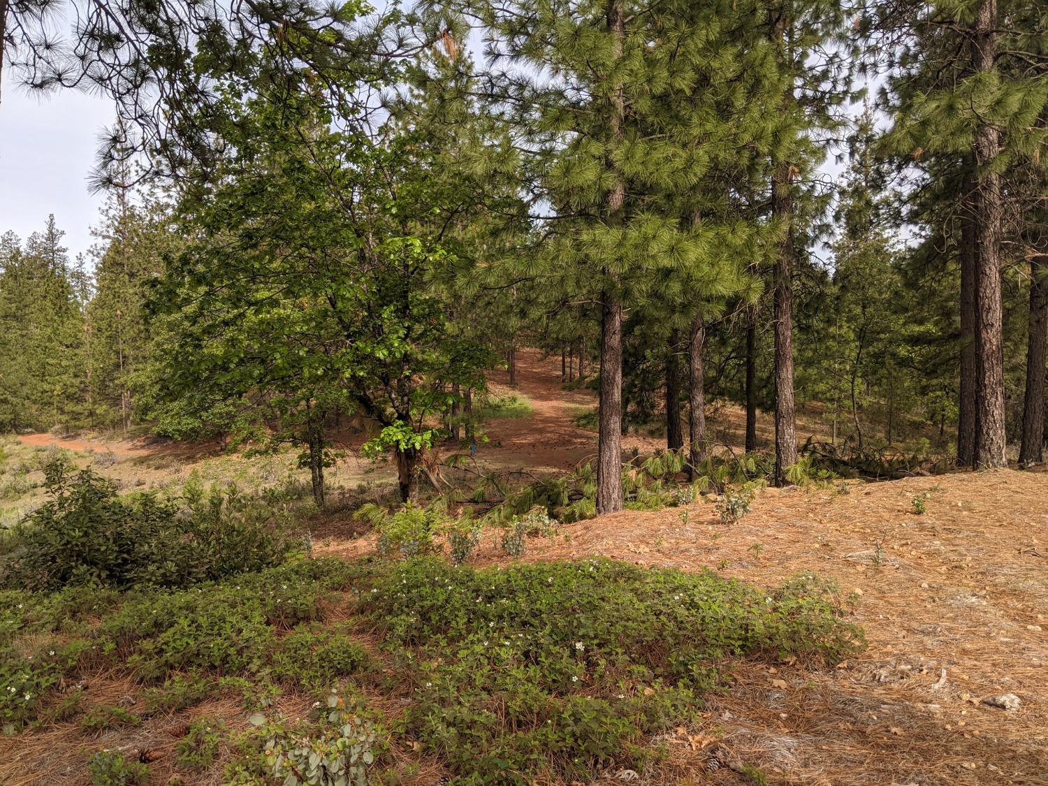 High View Lane, Weimar, California image 16