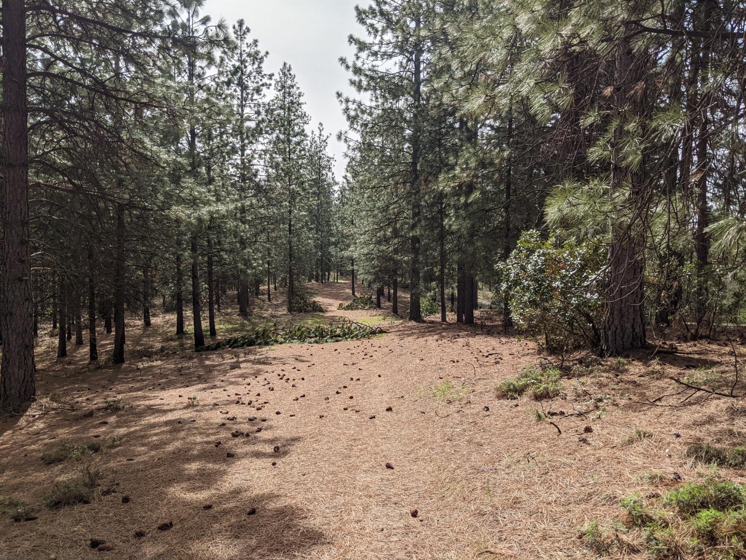 High View Lane, Weimar, California image 37