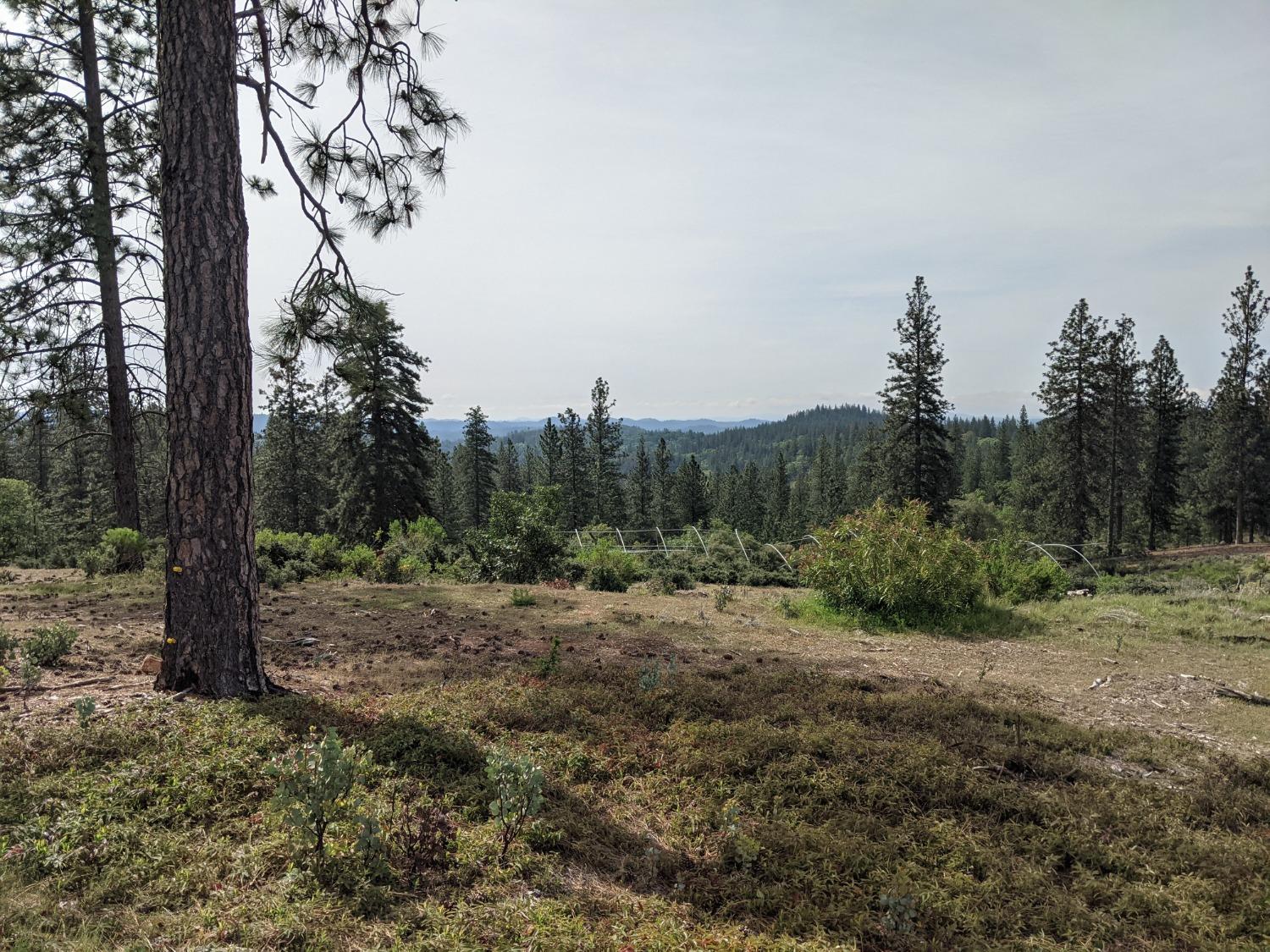 High View Lane, Weimar, California image 2