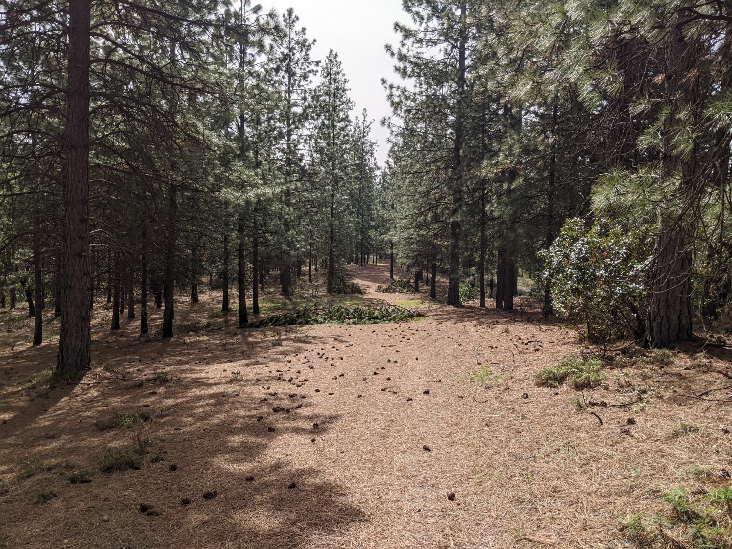 High View Lane, Weimar, California image 36