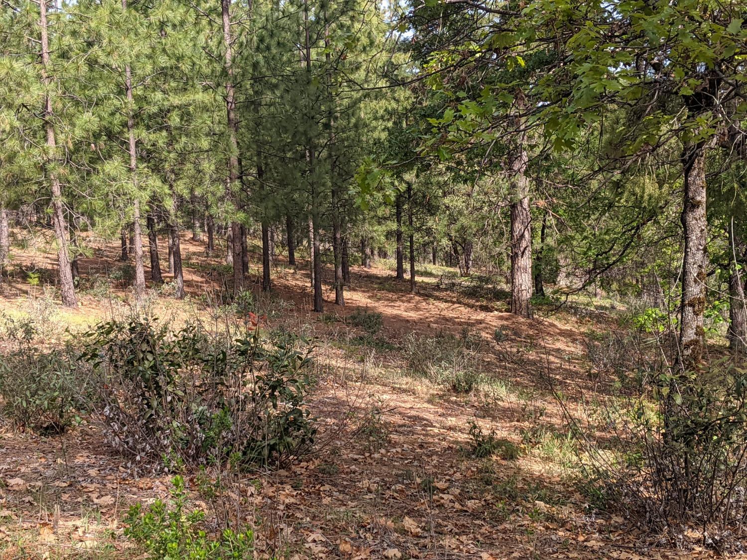 High View Lane, Weimar, California image 41