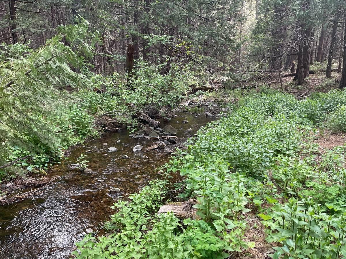 N Bloomfield-graniteville Road, Nevada City, California image 6