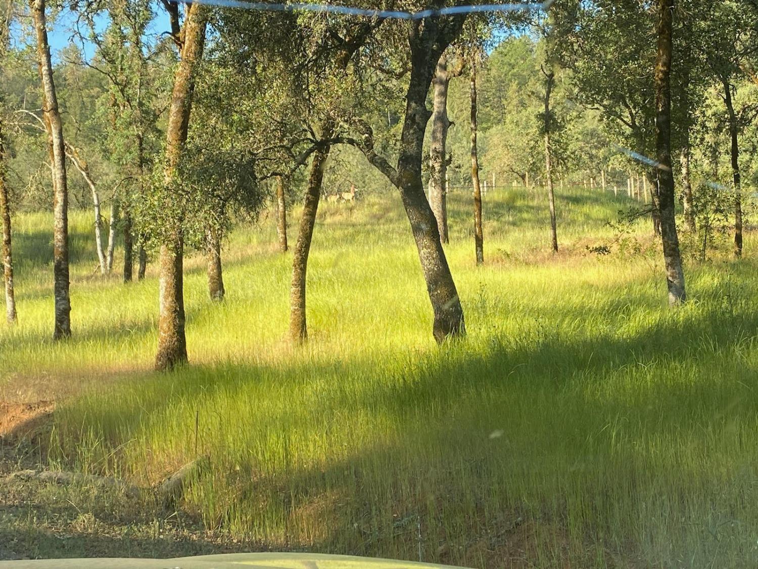 Photo of 6002 Clark Mountain Rd in Lotus, CA