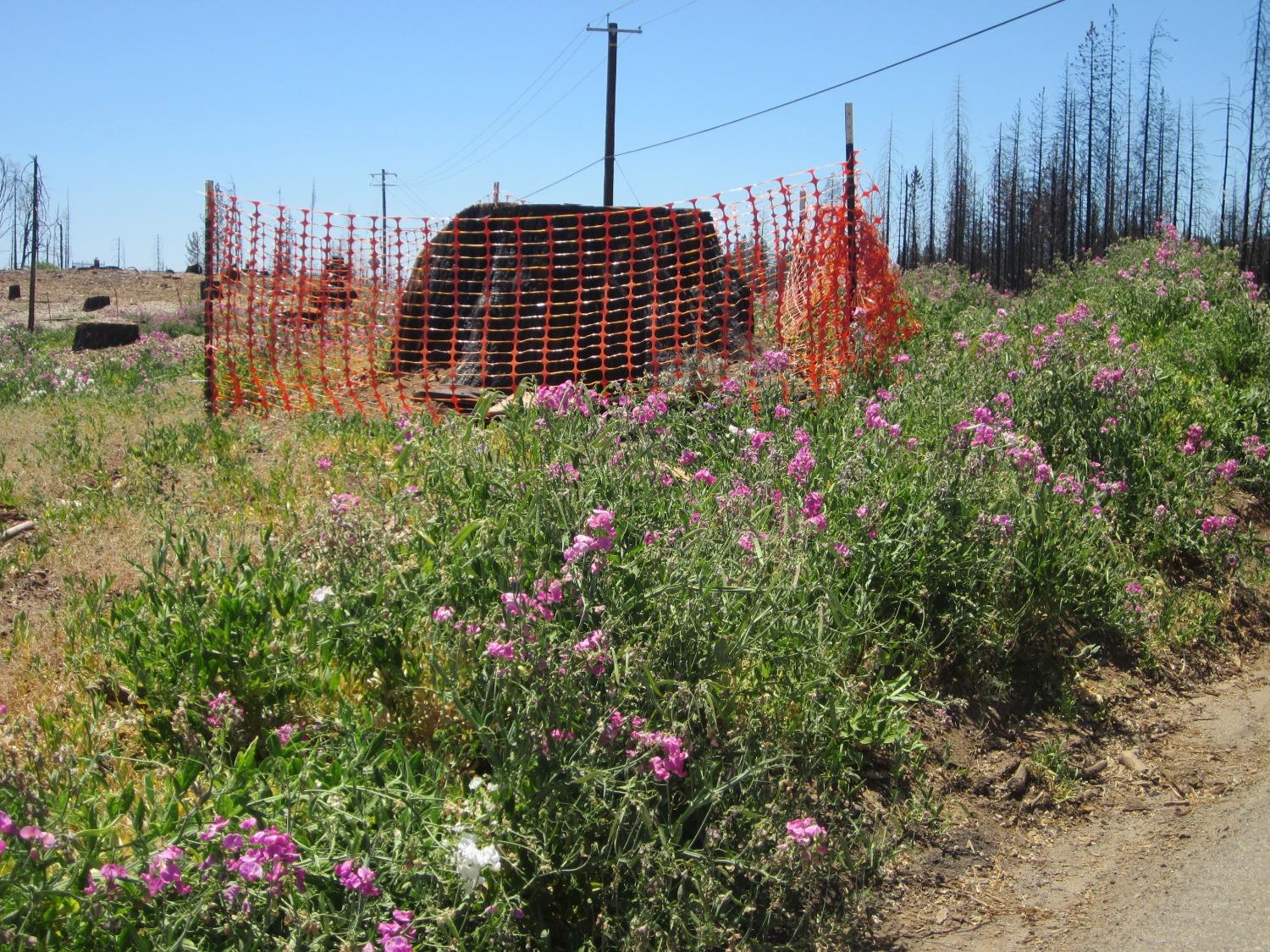 Photo of Grizzly Flat Rd in Grizzly Flats, CA