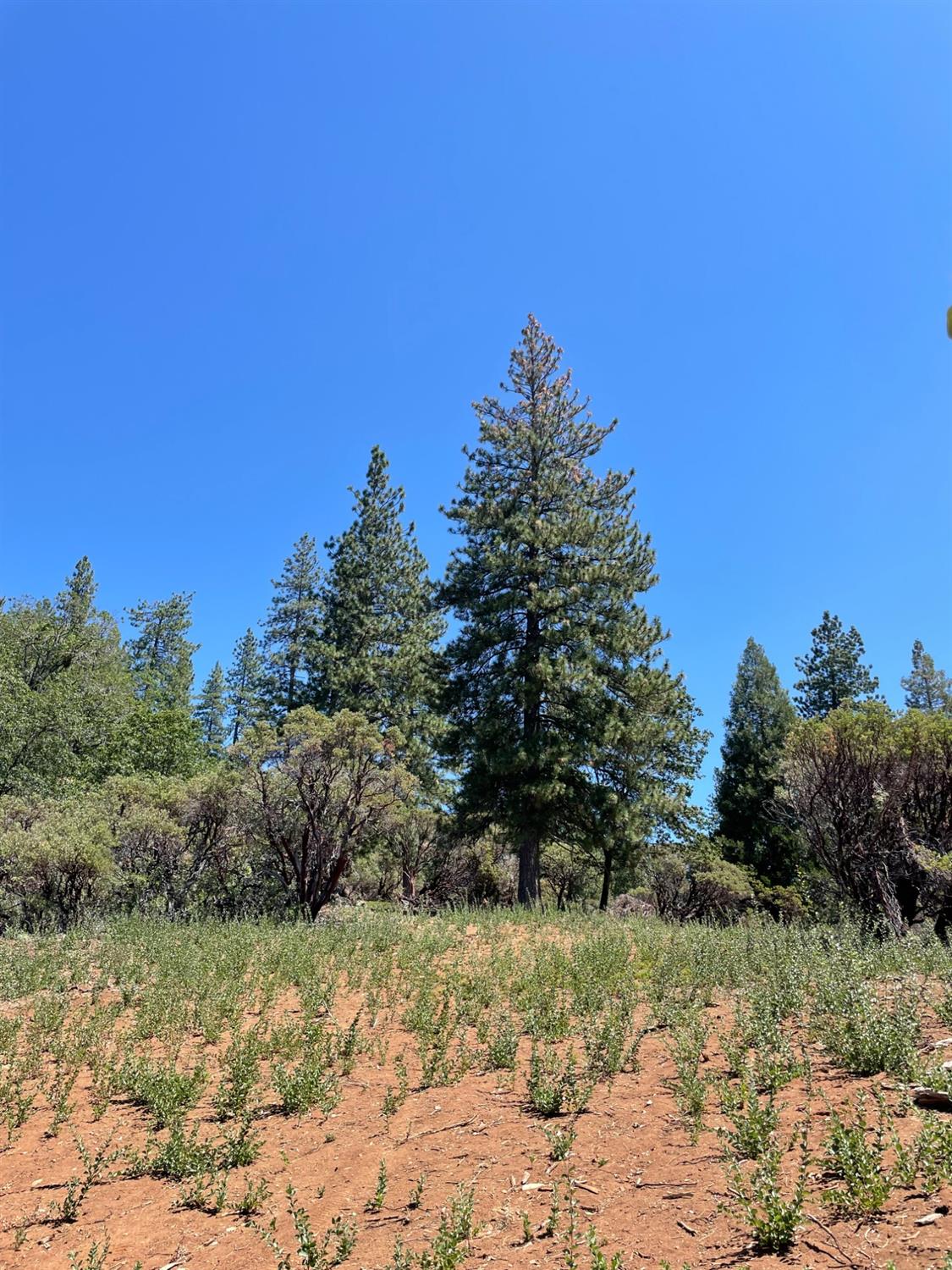 North Bloomfield Road, Nevada City, California image 47