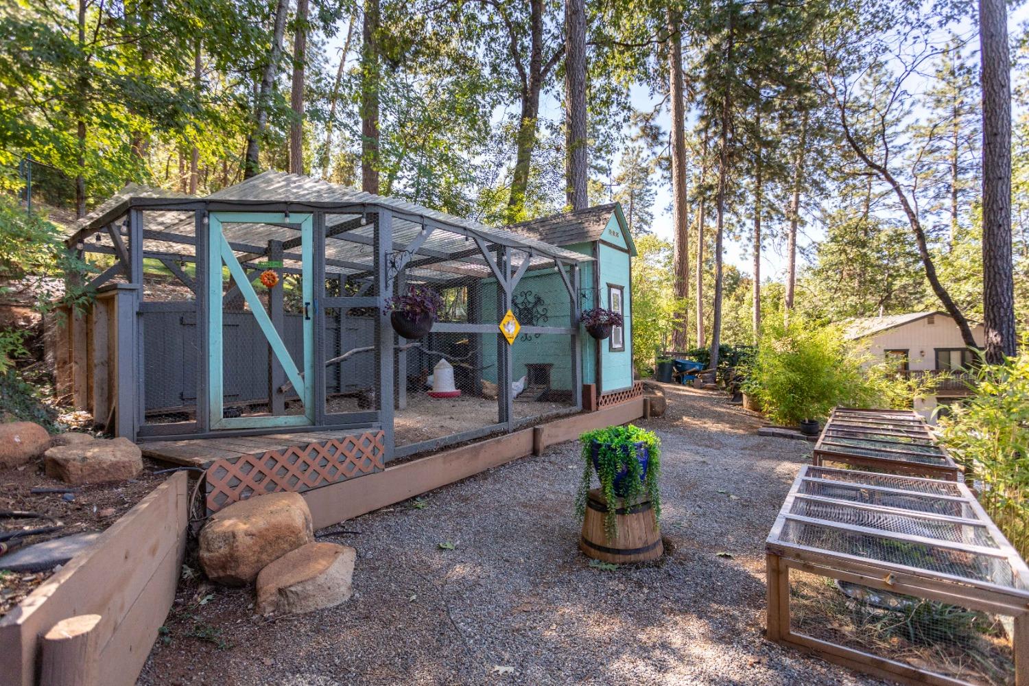 Large chicken coup with 8 laying hens, turtle hutches on the right