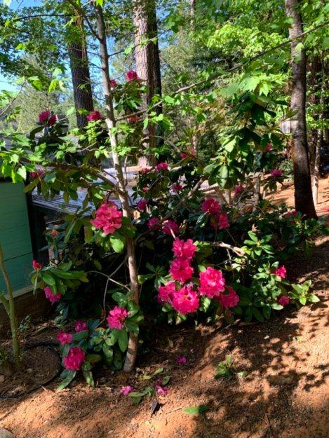 The seasons bring changing colors, this is a Rhododendron abloom