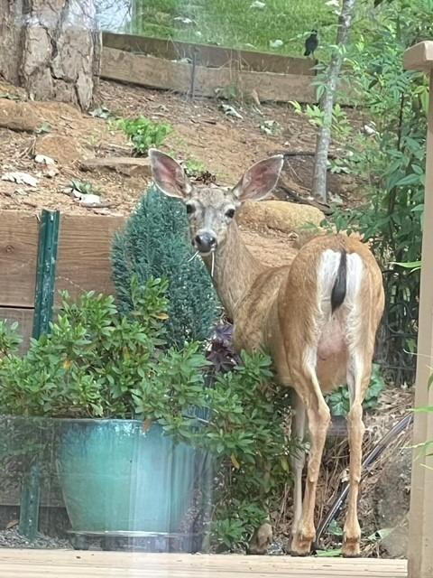 Visiting local wild life