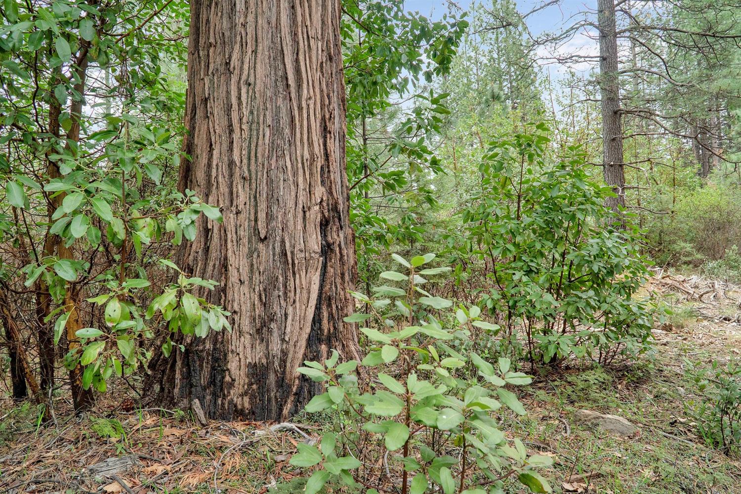 Baker Road, Camptonville, California image 6