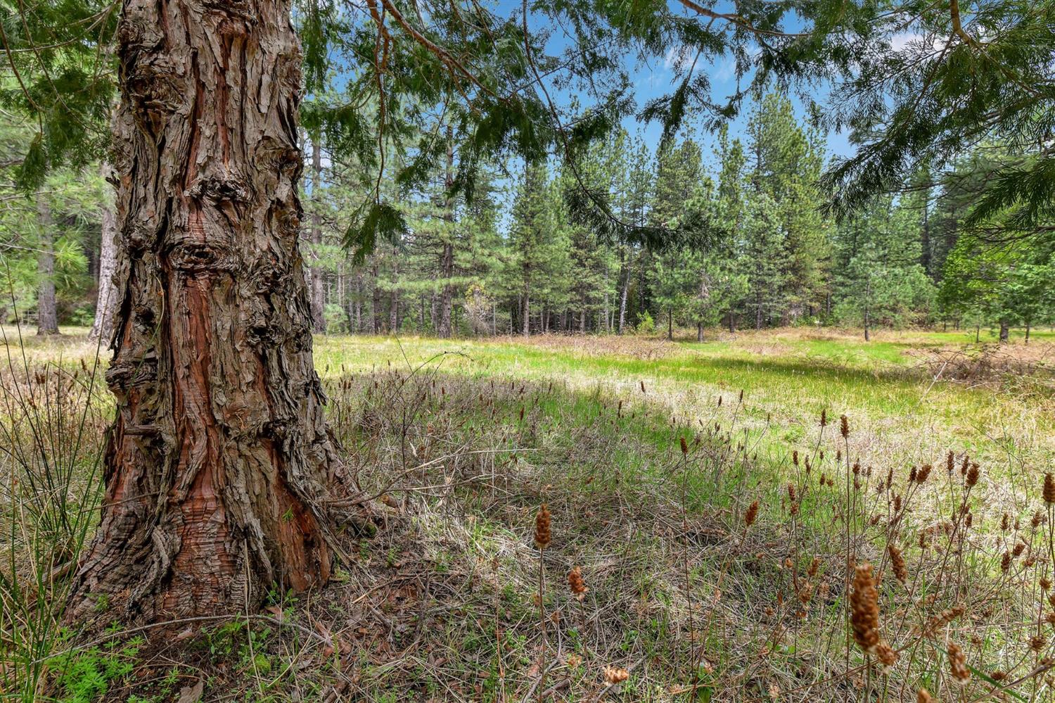 Baker Road, Camptonville, California image 33