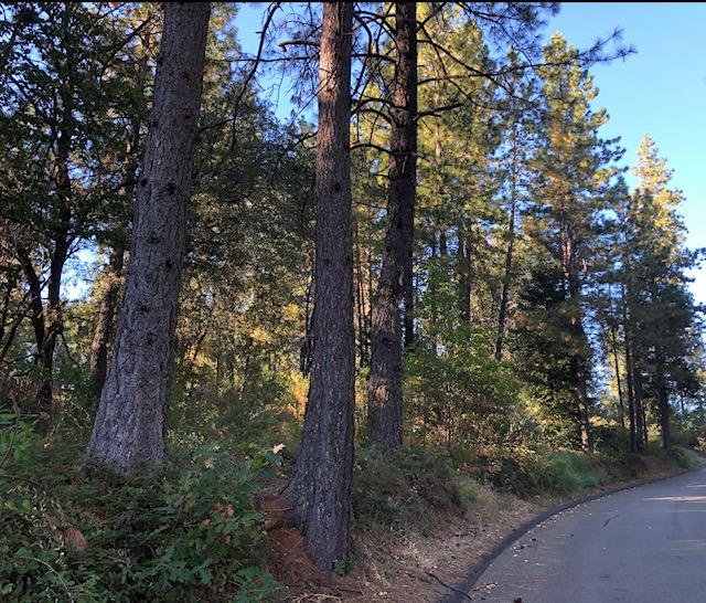 Photo of Ponderosa in Foresthill, CA