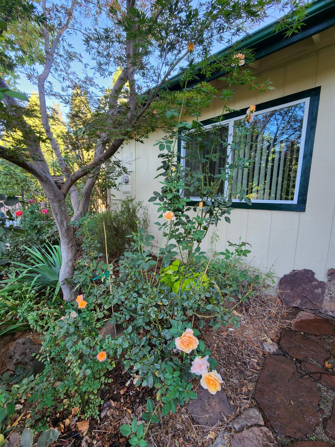 Detail Gallery Image 6 of 49 For 2600 Sunrise Dr, Meadow Vista,  CA 95722 - 3 Beds | 2 Baths