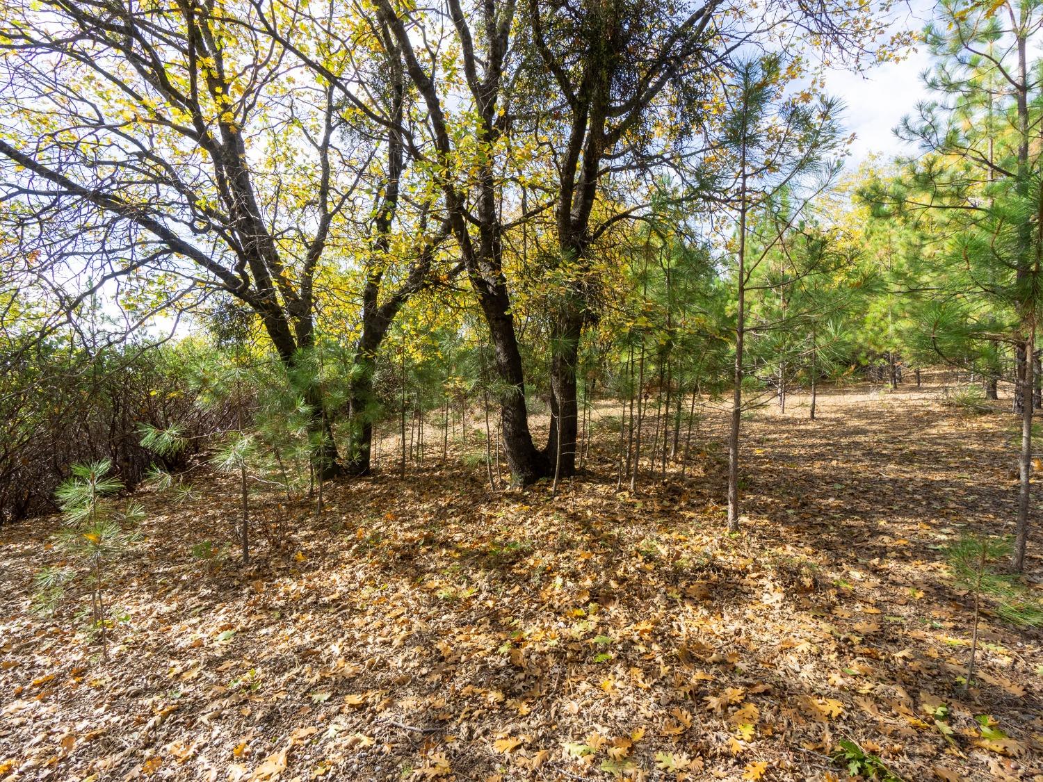 Detail Gallery Image 15 of 25 For 5031 Anne Louise Ln, Placerville,  CA 95667 - – Beds | – Baths