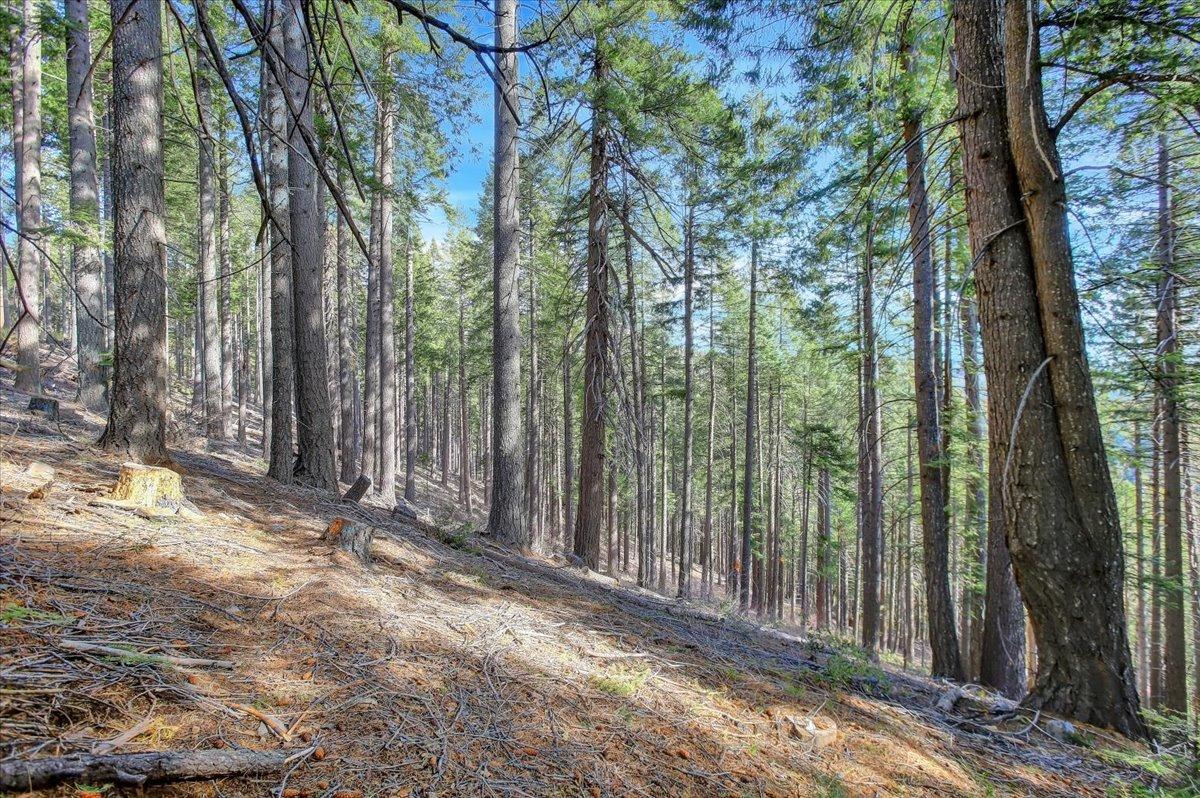 W Long Point Trail, Alleghany, California image 16