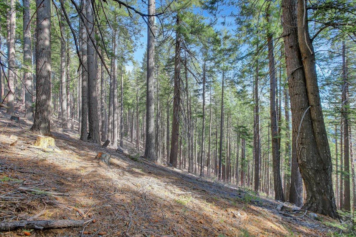 W Long Point Trail, Alleghany, California image 17