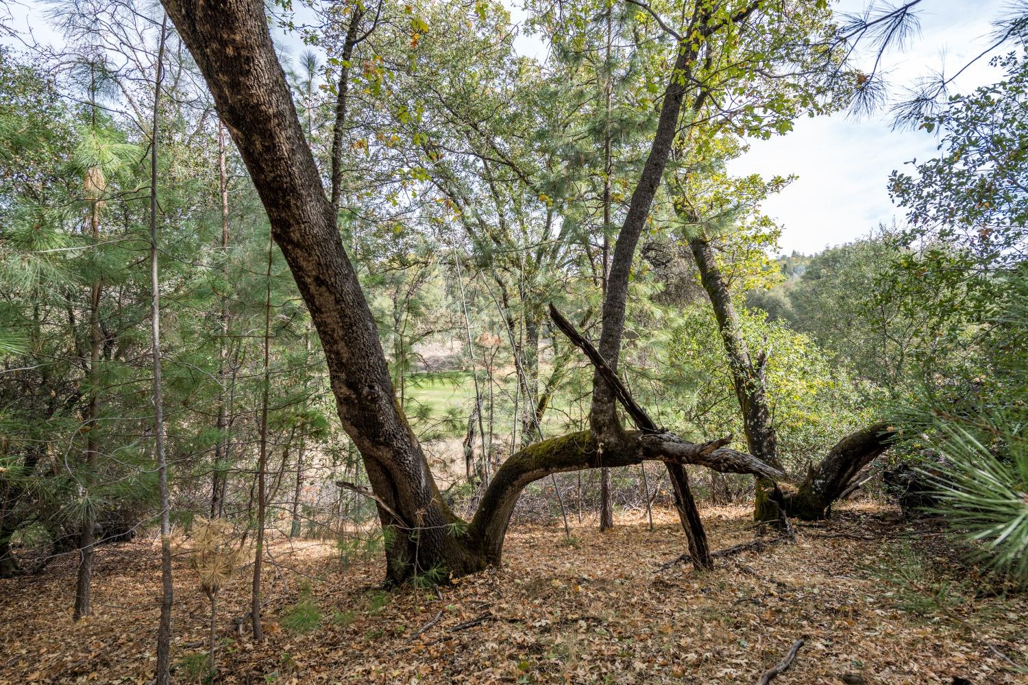 Lot 169 Darkhorse Drive, Auburn, California image 5