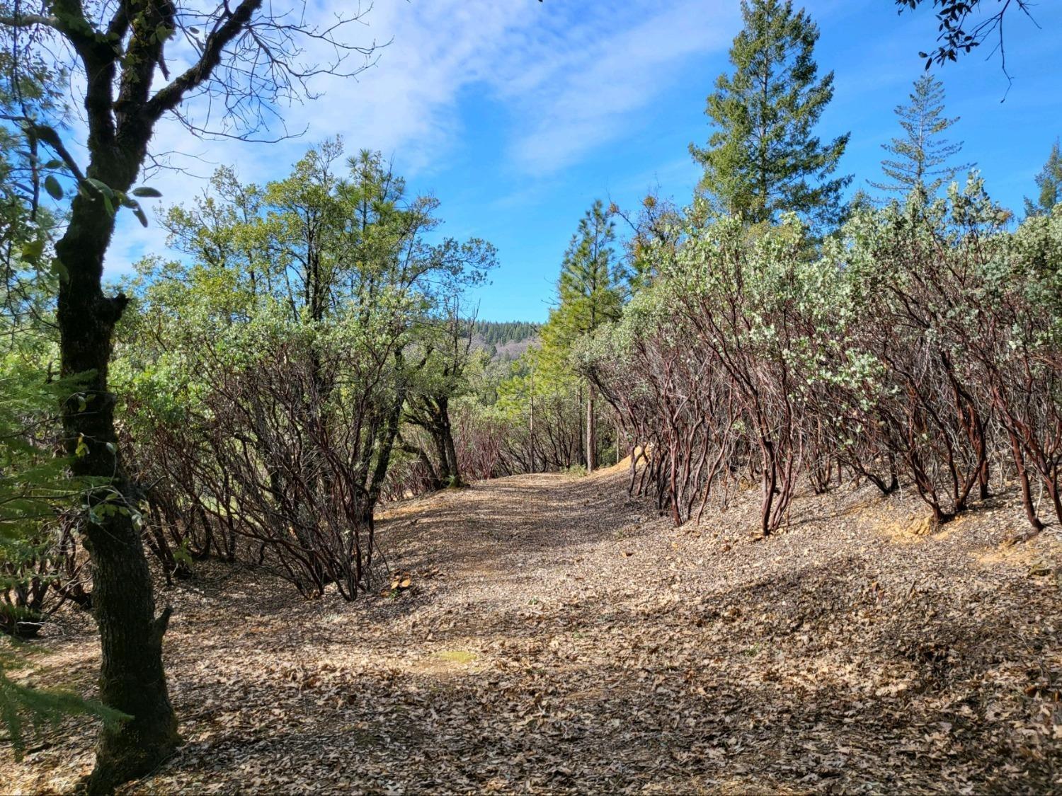 Detail Gallery Image 32 of 37 For 13162 Manion Canyon Rd, Grass Valley,  CA 95945 - – Beds | – Baths