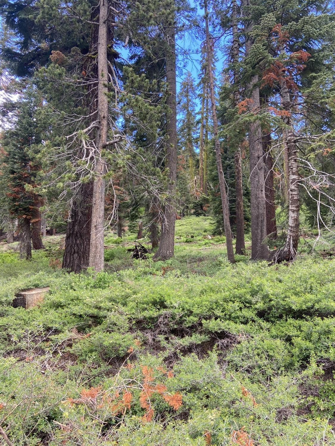 Photo of 20621 Us Hwy 50 in Little Norway, CA