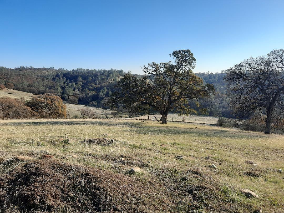 Avacado Avenue, Bangor, California image 3