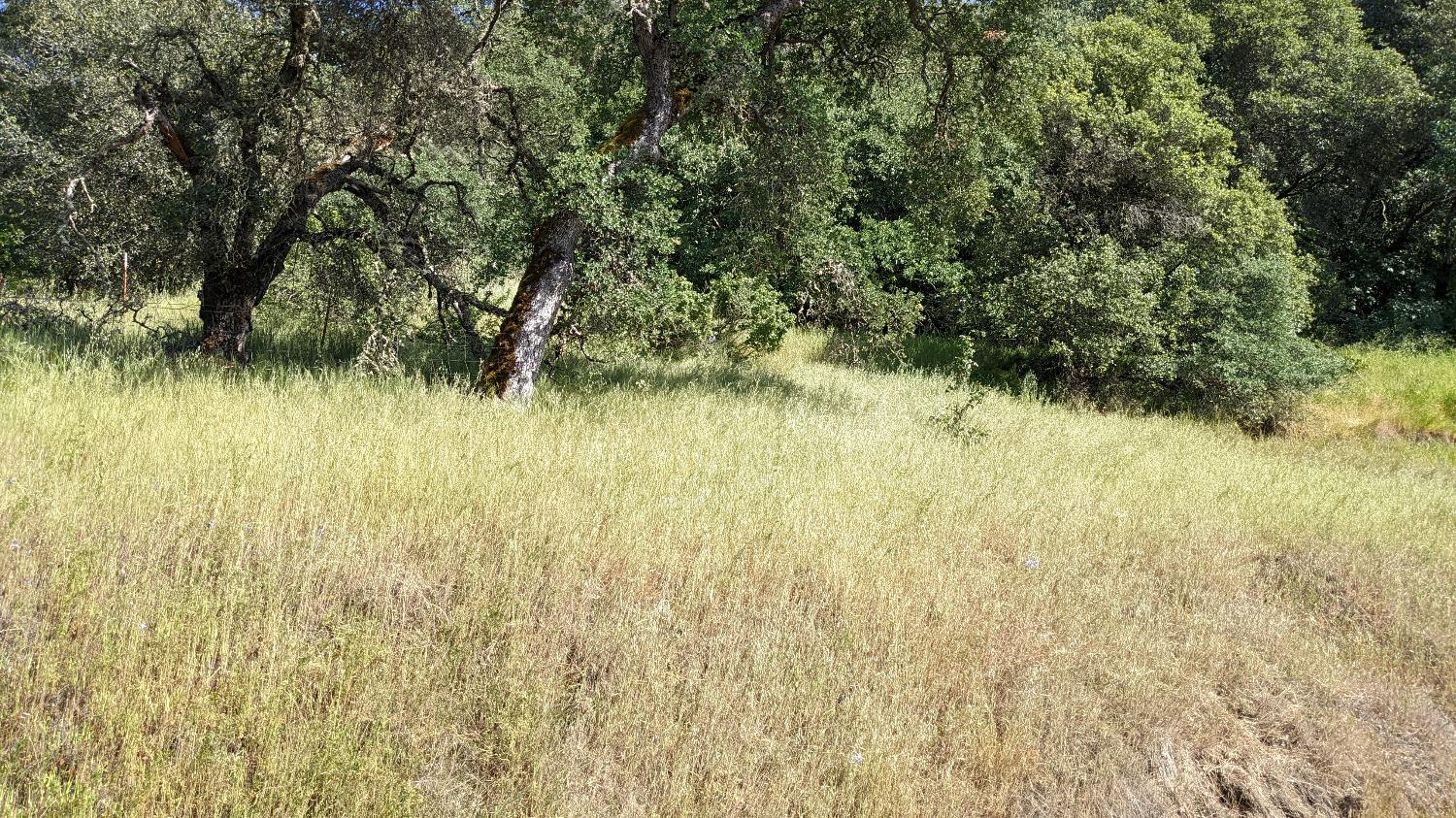 Campo Seco Turnpike, Mokelumne Hill, California image 3