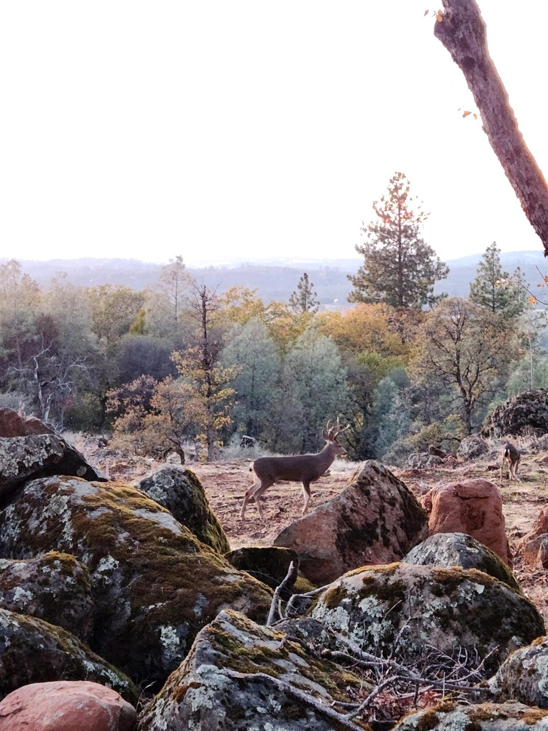Rodeo Flat Road, Auburn, California image 11